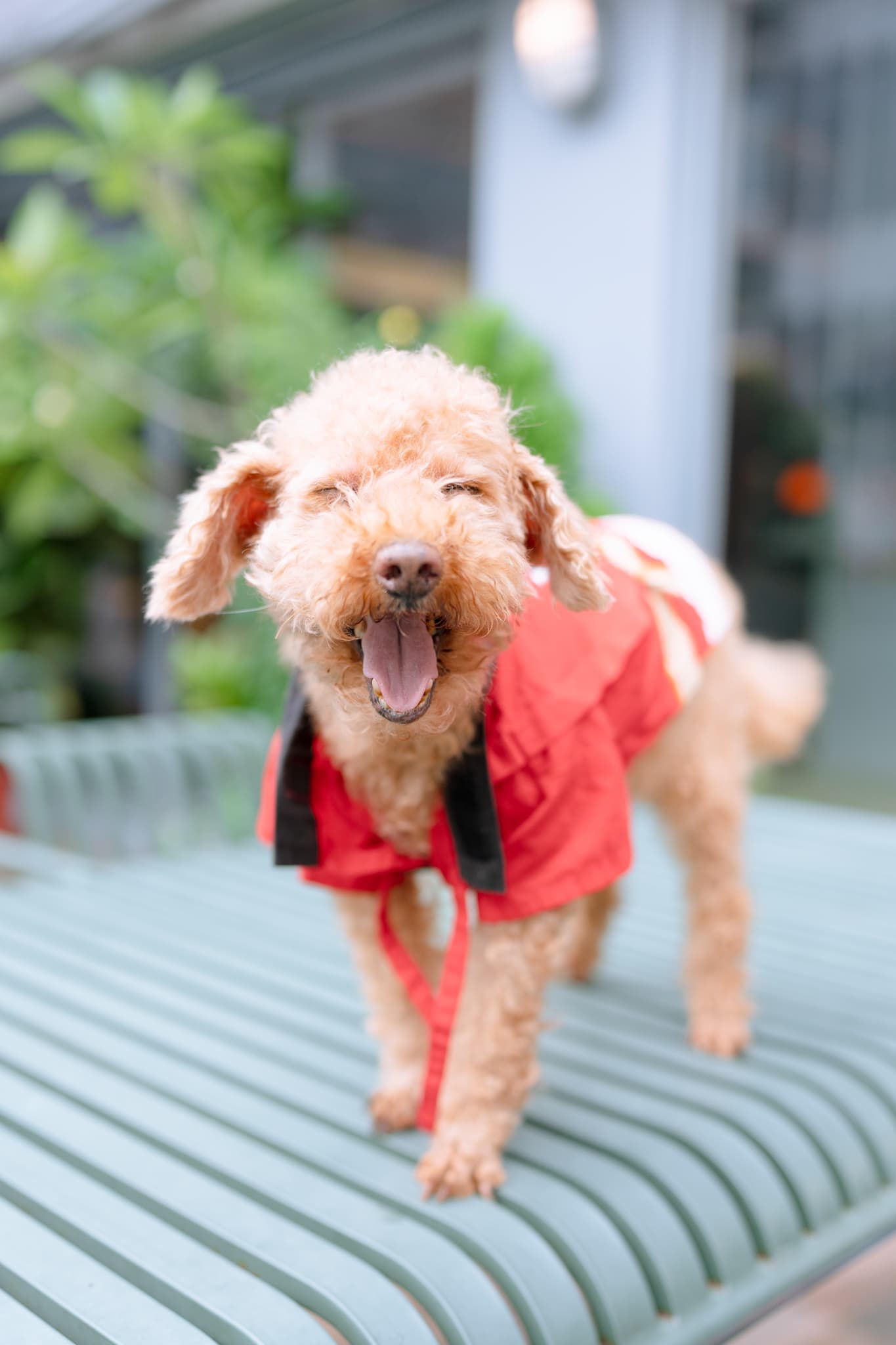貴賓犬Happy穿紅斗篷站椅上，笑得燦爛像在放電。
