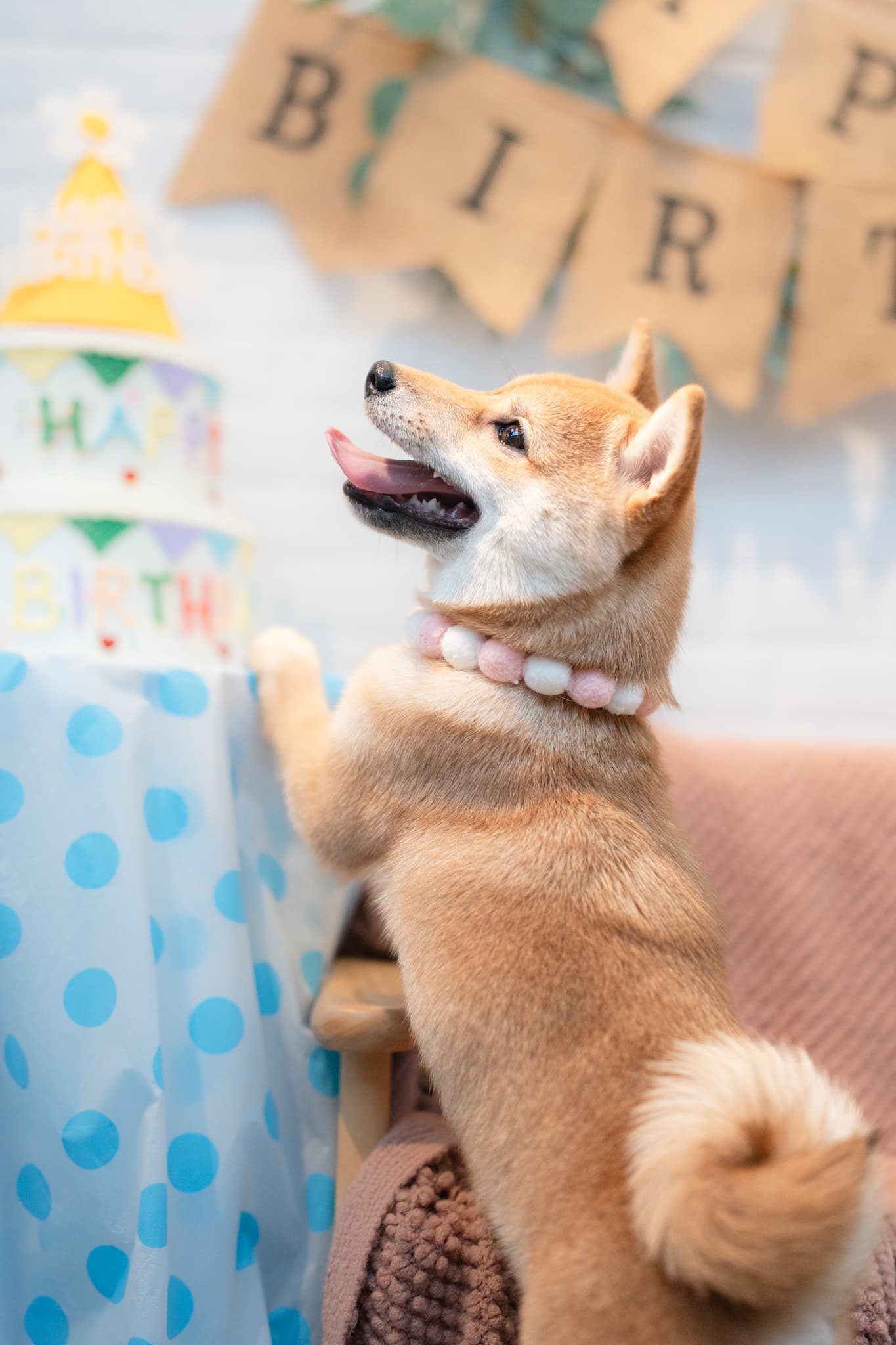 柴犬Miri撐在沙發上，生日現場萌度破表。