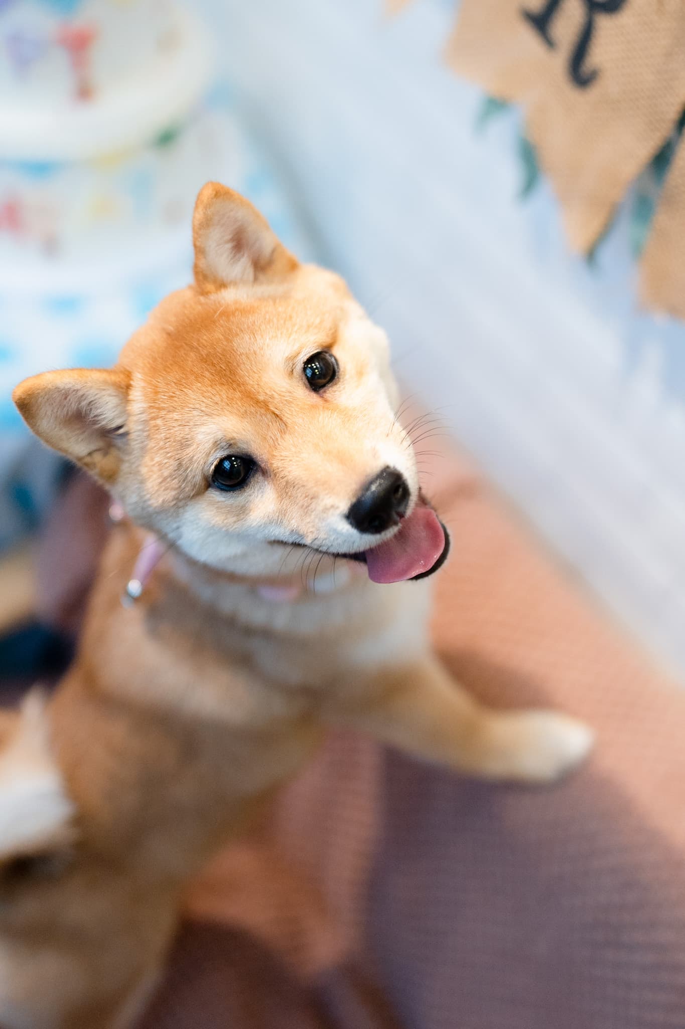 柴犬Miri抬頭望鏡頭，雙眼閃閃放電超會賣萌。