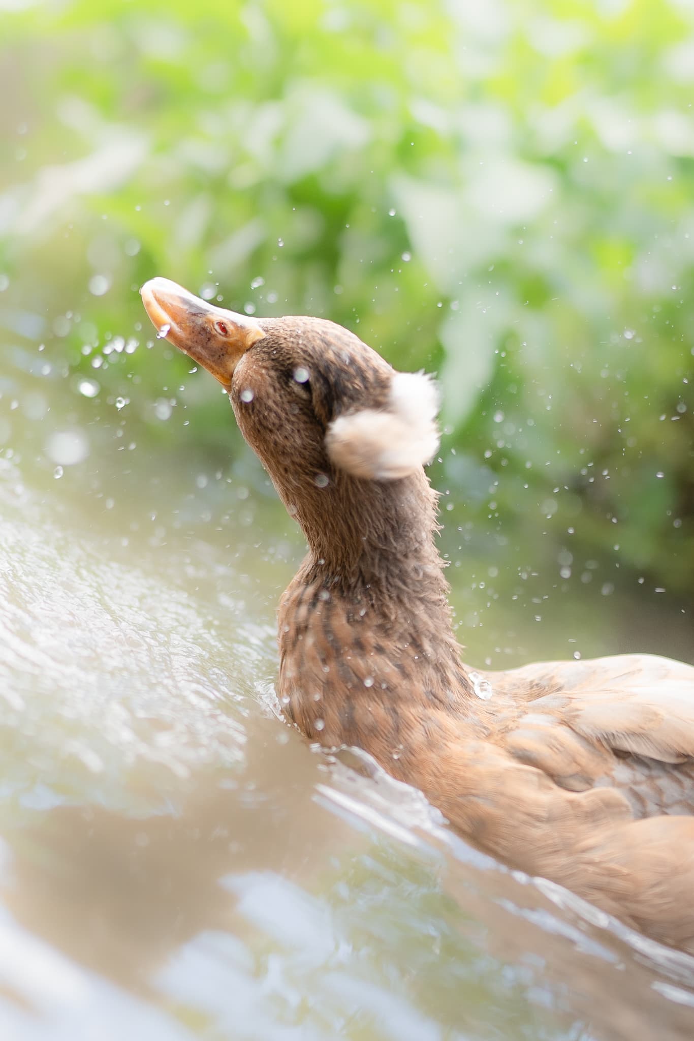 池邊水花四濺，這隻鳳頭科爾鴨搖頭戲水，羽毛閃耀在陽光下。