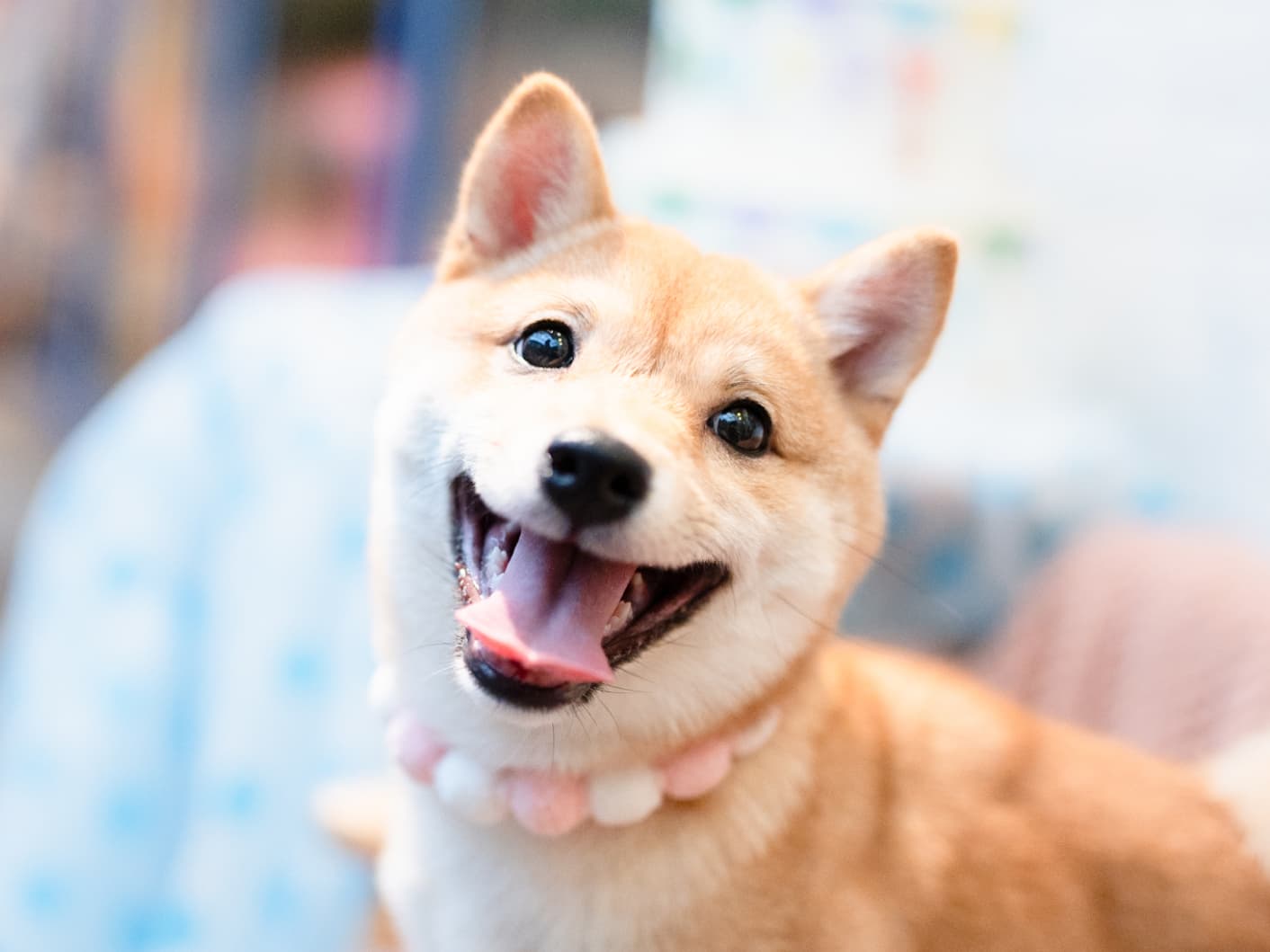 柴犬Miri在派對前微笑回望，眼神閃亮。