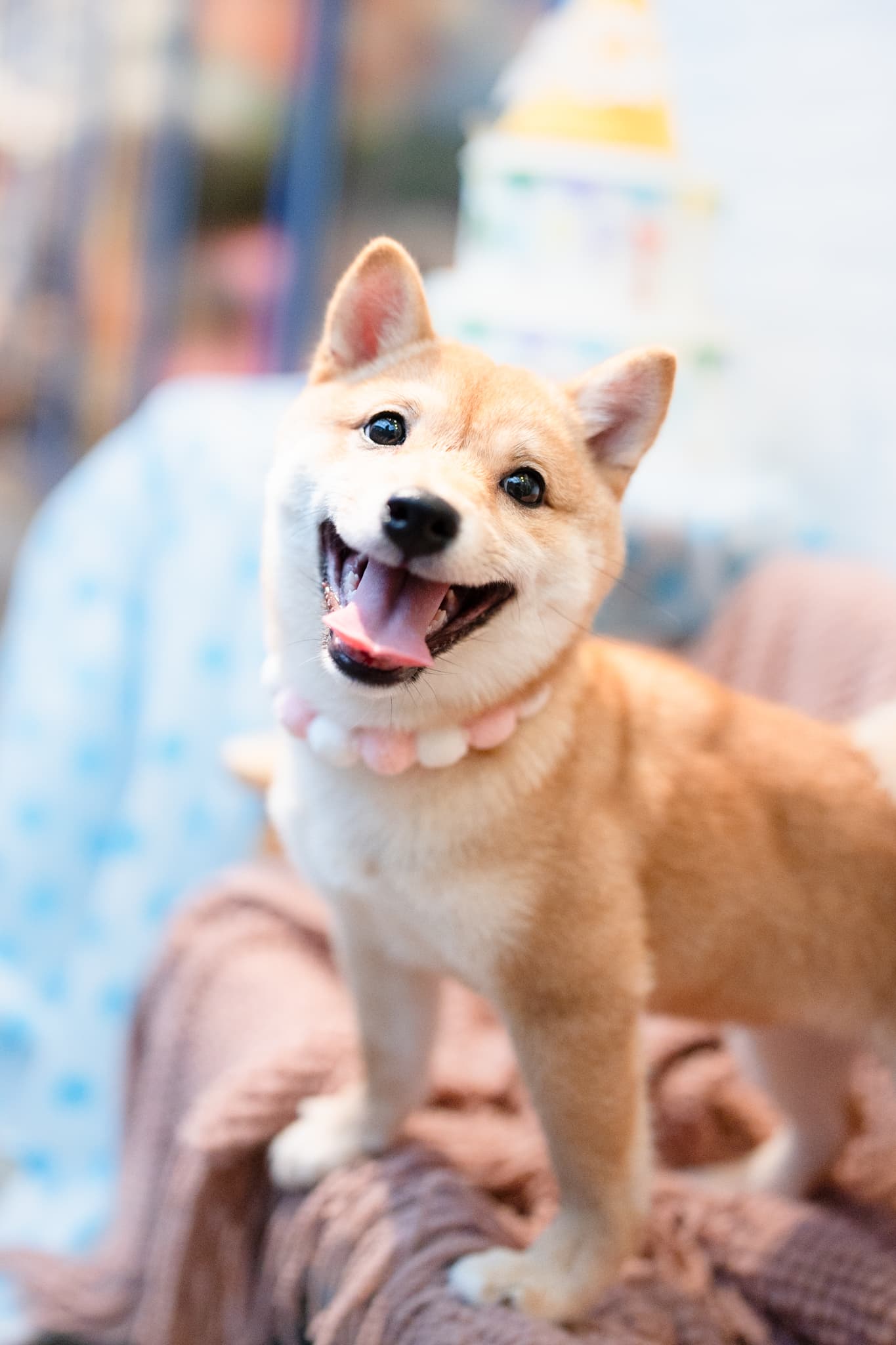 柴犬Miri在派對前微笑回望，眼神閃亮。