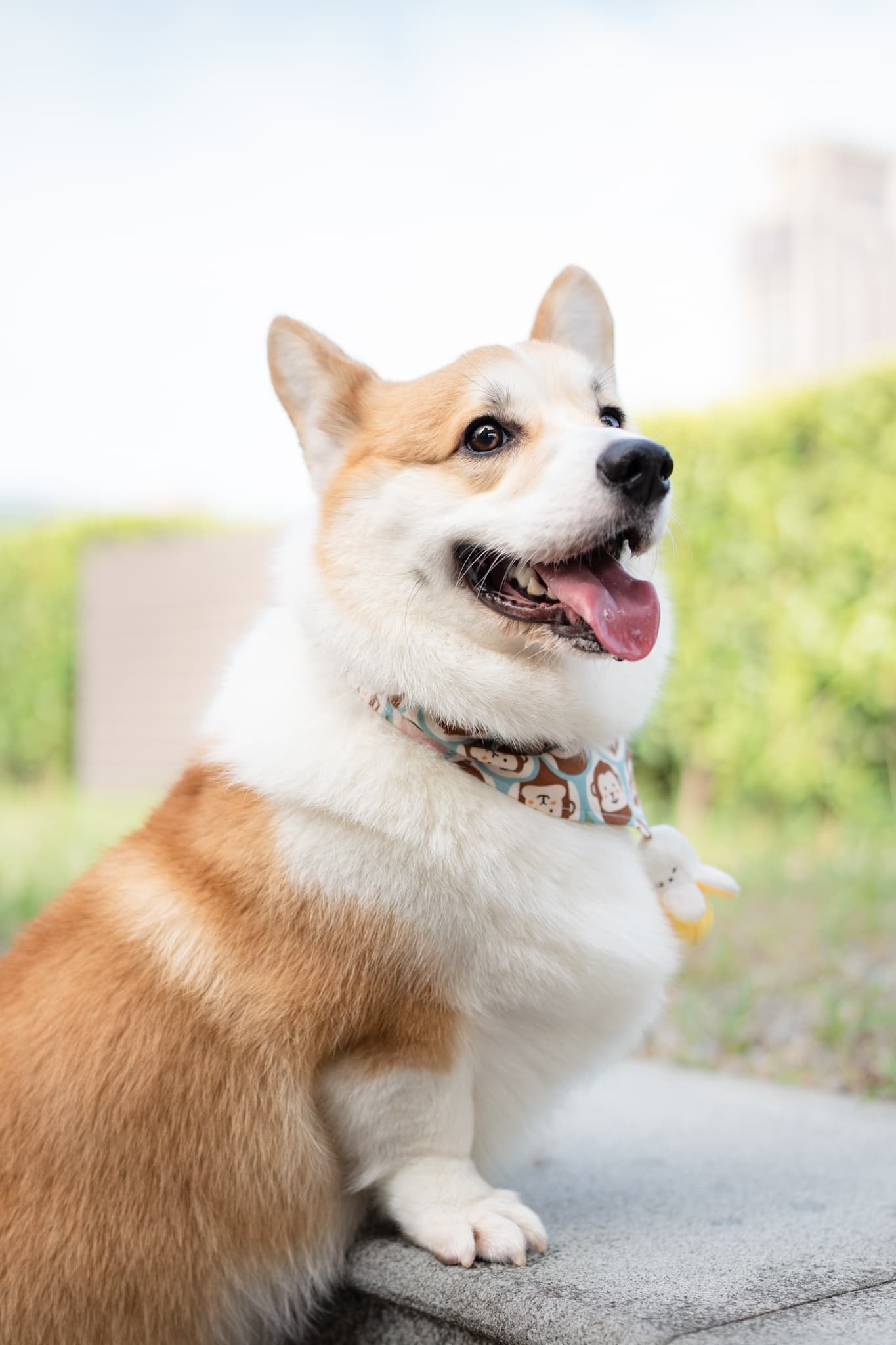 柯基犬Woody坐在頂樓花園，神情爽朗吐舌。